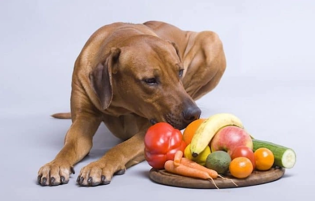 狗中毒食物 狗中毒食物