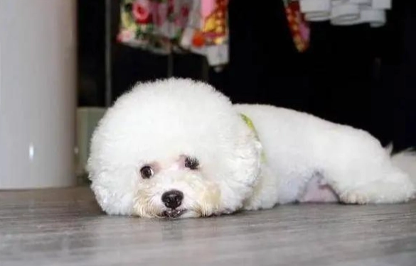 比熊吃蘋果安全嗎