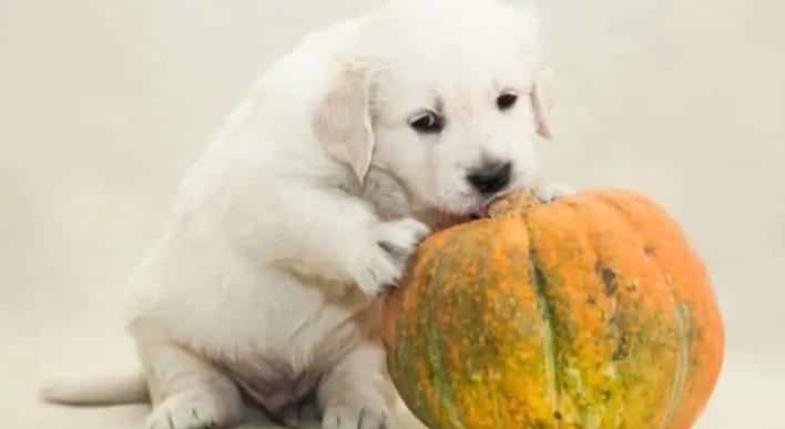 南瓜對狗的好處