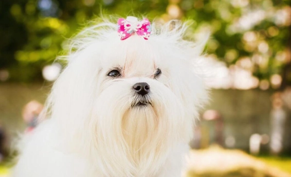 中型犬不掉毛品種