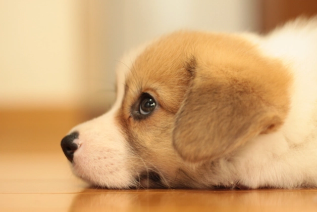 狗呕吐黄色胆汁