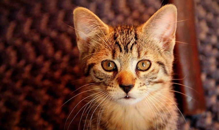 貓咪驅蟲藥中毒