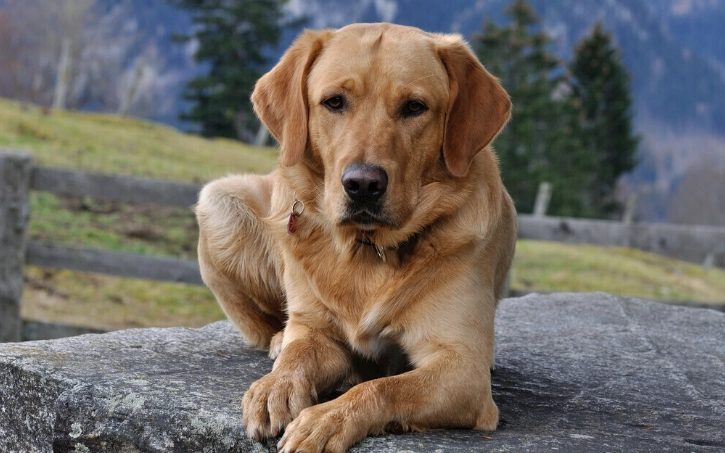寵物食品安全 寵物食品安全