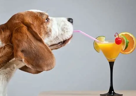 寵物飲食注意事項