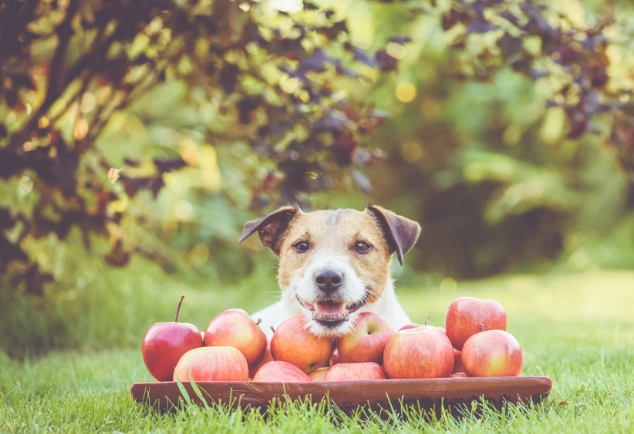 狗可以吃的水果