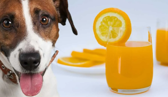 寵物飲食注意事項