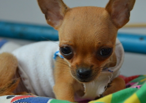 小型犬飼養技巧