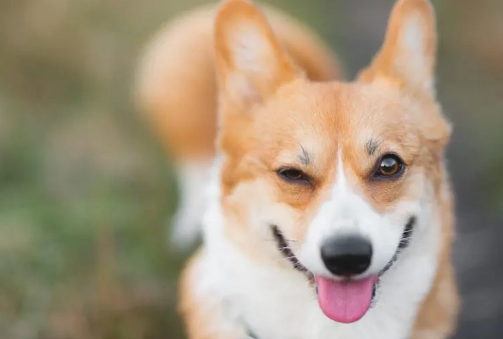 枸杞對狗的好處 枸杞對狗的好處