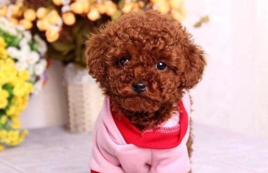 中型貴賓犬飼養