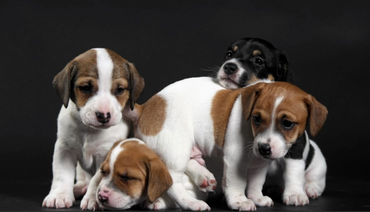 幼犬換牙不吃飯