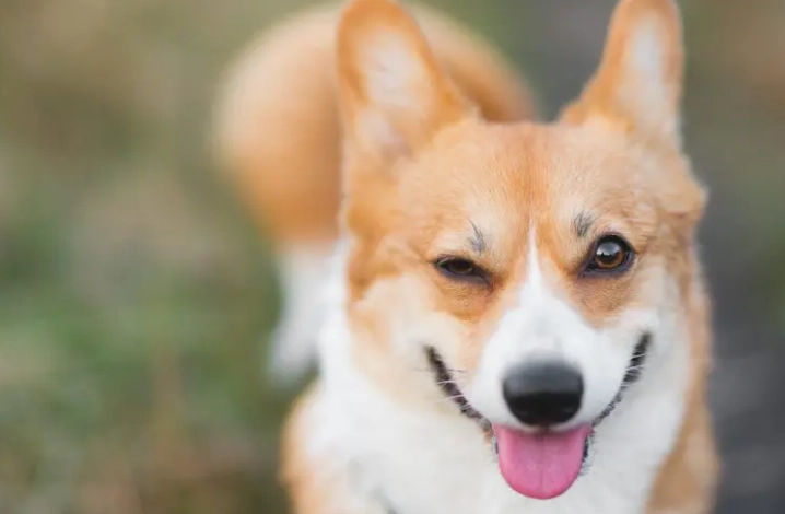 狗吃枸杞注意事項 狗吃枸杞注意事項