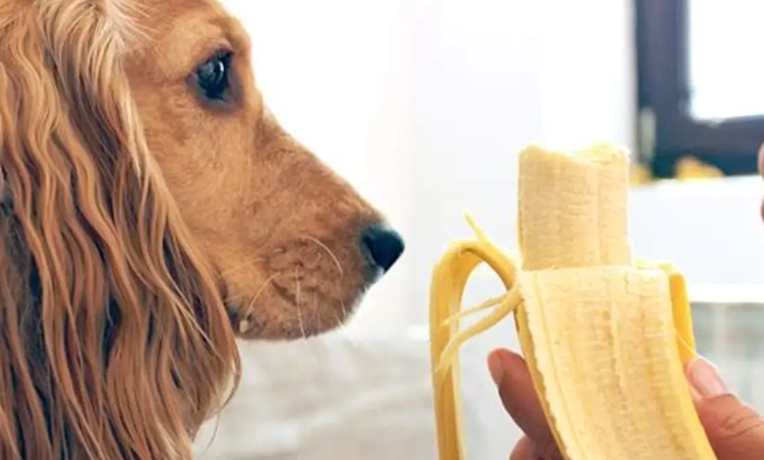 狗狗香蕉安全餵食