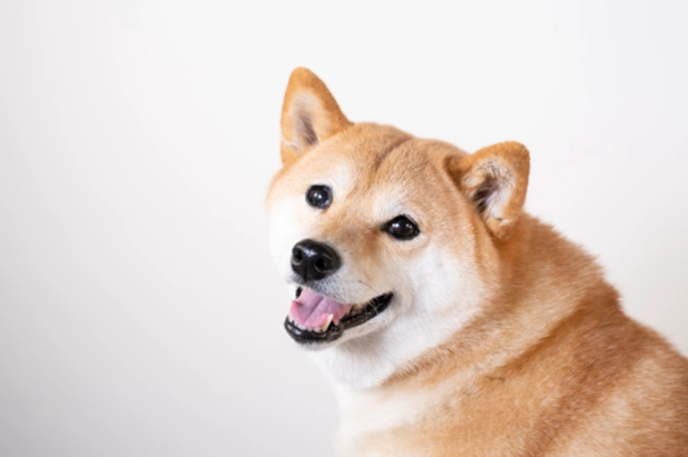 狗狗吐黃色黏稠原因