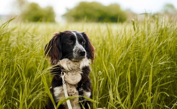 狗狗誤食火龍果