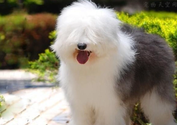 中型犬不掉毛品種