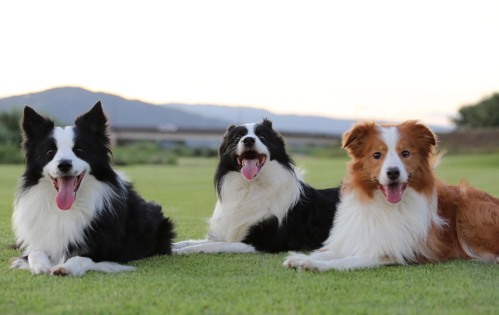 邊境牧羊犬體型