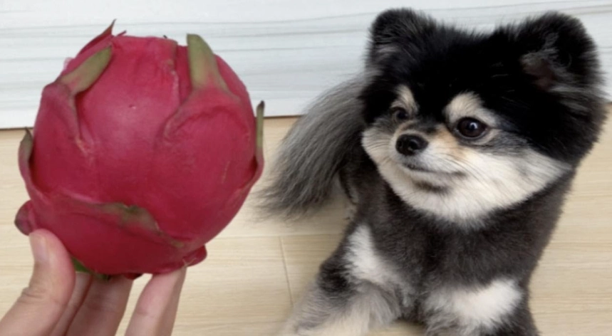 火龍果對狗的影響