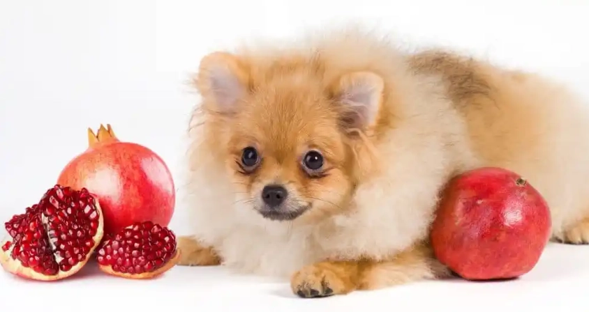 狗狗吃紅石榴安全嗎