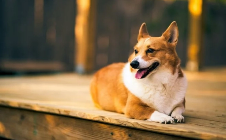 寵物蛋類飲食指南