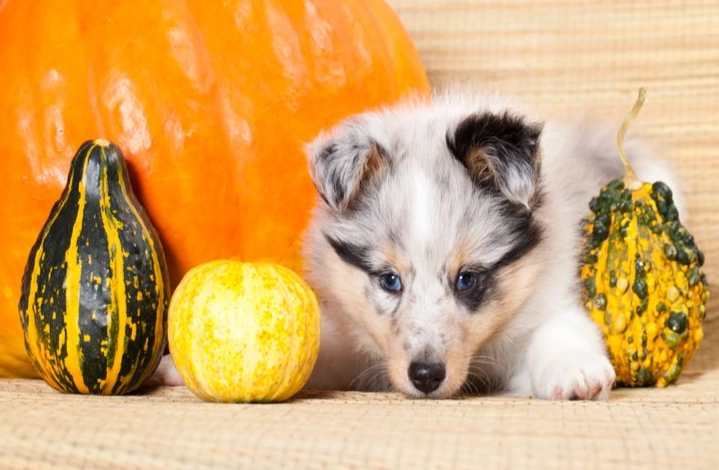 南瓜對狗的危害 南瓜對狗的危害