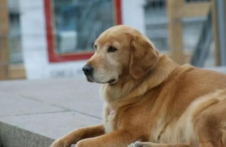 狗零食推薦 狗零食推薦