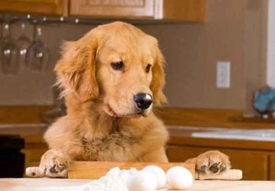 老狗吃蛋注意事項