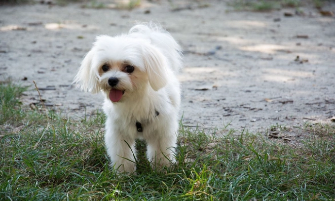 狗吃老鼠藥急救