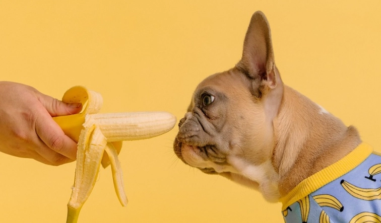 香蕉對狗的好處