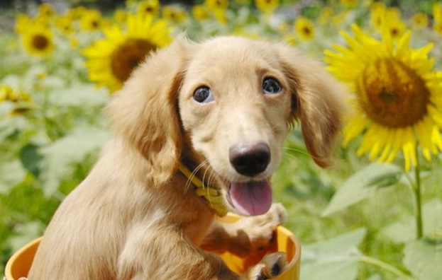 小空間寵物飼養