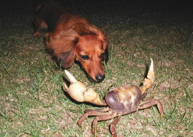 狗狗吃龍蝦風險