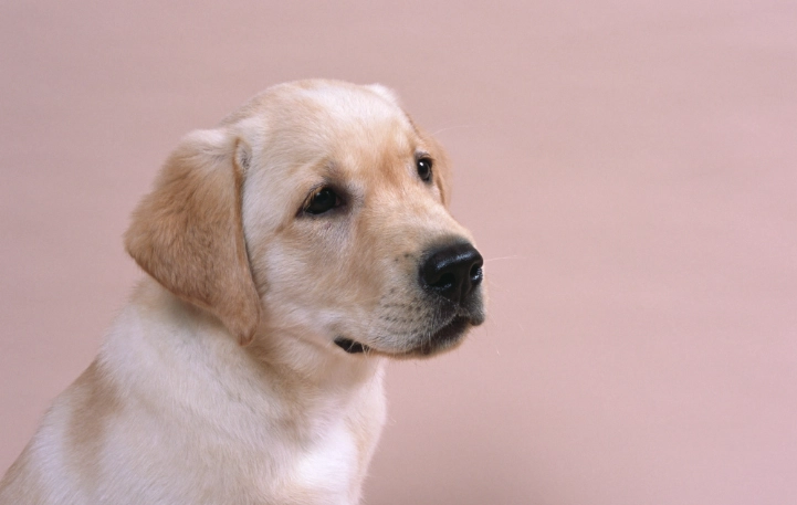 香蕉皮對狗狗的影響