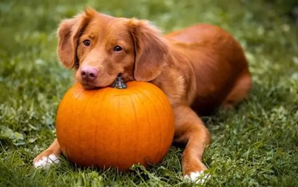 狗狗南瓜食譜 狗狗南瓜食譜