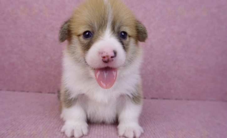 狗狗換牙期照顧