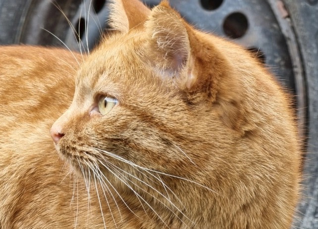 貓咪誤食藥物處理