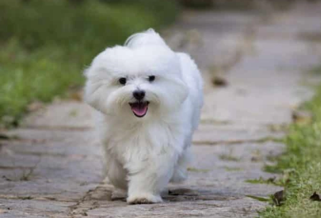 馬爾濟斯犬護理