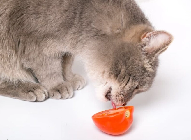 貓吃枸杞安全嗎