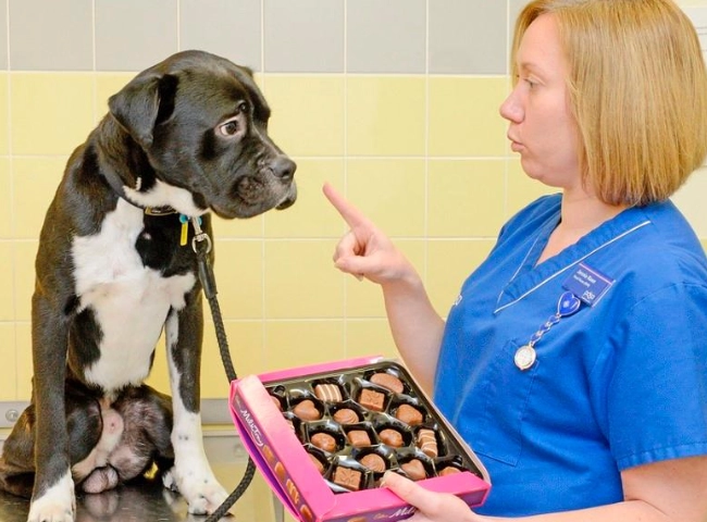 狗狗誤食巧克力