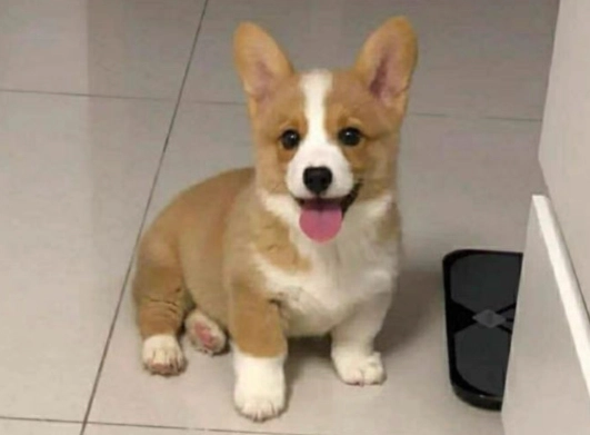 幼犬飲食注意事項