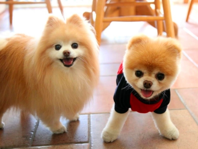 狗洋蔥急救方法