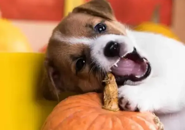 狗狗可以吃南瓜皮嗎