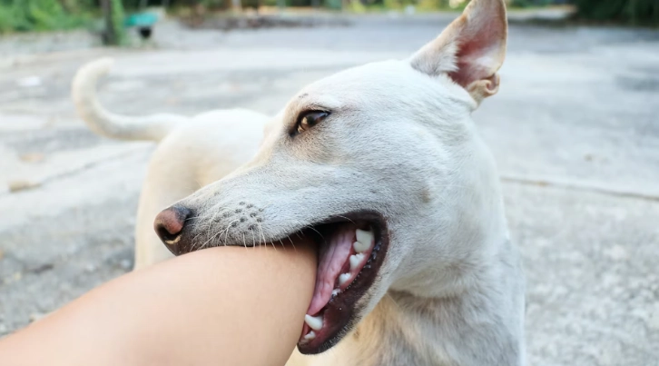 老年犬鈣質補充