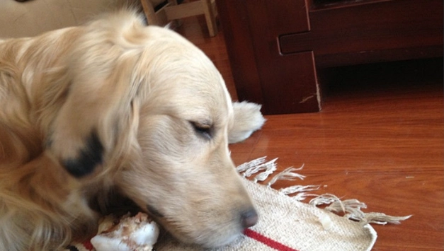 狗狗吃蛋注意事項