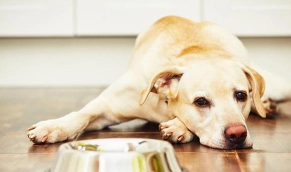 狗狗吃蛋注意事項