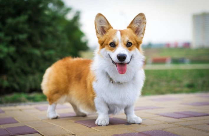 如何選擇狗狗種類