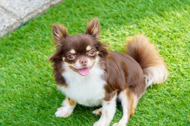 小型犬健康品種