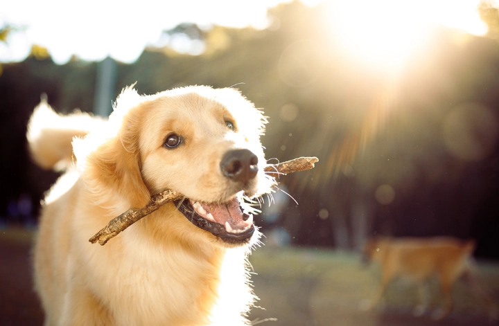 狗狗吃蛋注意事項