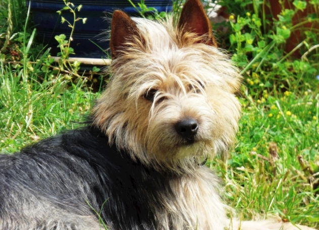 狗狗吃無花果乾 狗狗吃無花果乾