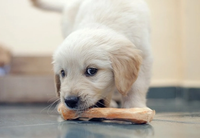 白巧克力對狗有毒