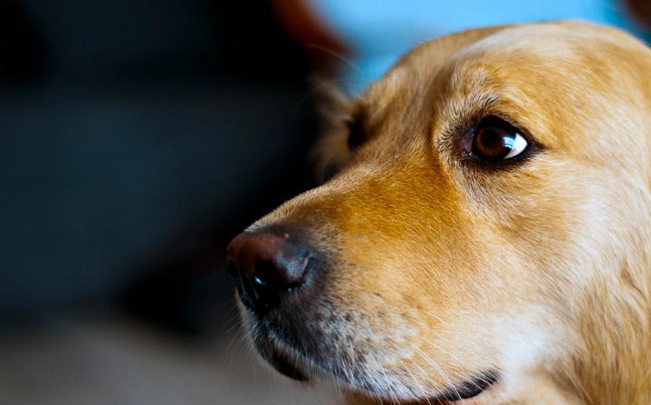 地瓜葉狗狗 地瓜葉狗狗