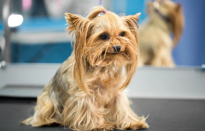 適合公寓的小型犬